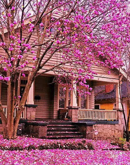 风景唯美图片 童话中的美丽花园