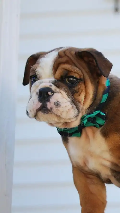 牛头犬,小狗,宠物 1080x1920 iphone 8/7/6/6s plus 壁纸,图片,背景