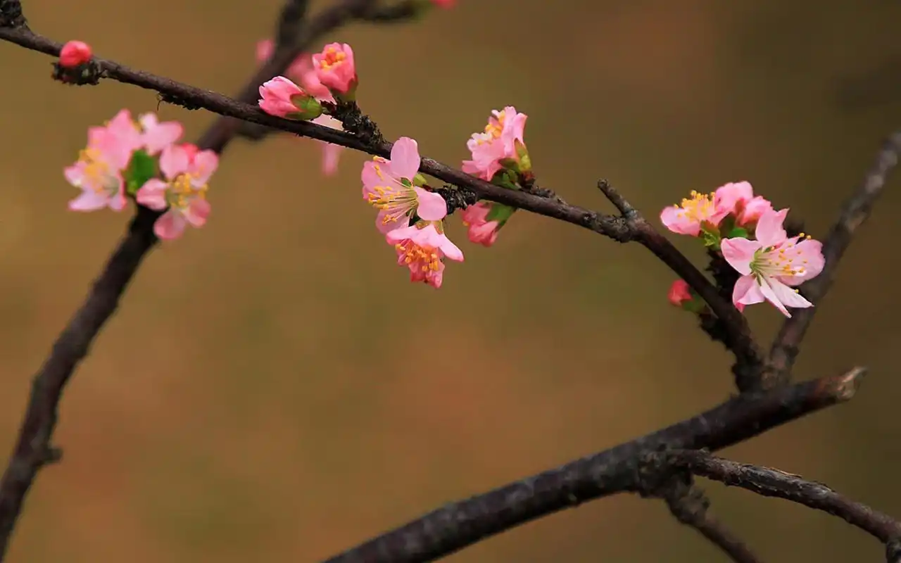 小清新鲜红桃花唯美高清桌面壁纸