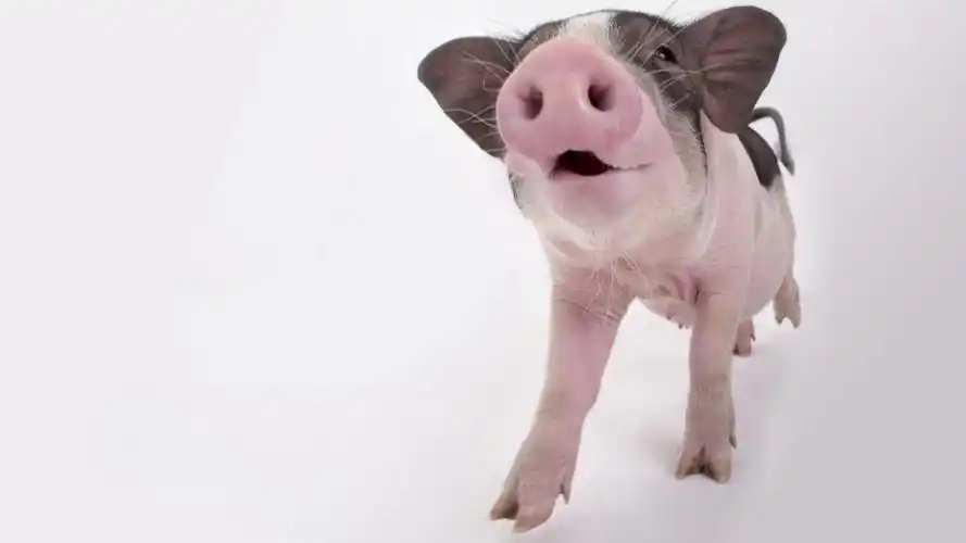 可爱小猪图片壁纸