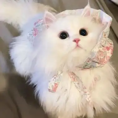 可爱又很萌的小猫咪头像迷人 期待本身就是很无力的东西