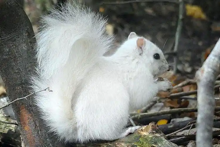 没有"梅花",东北引种,仅此1只,陕西发现罕见纯白色小梅花鹿