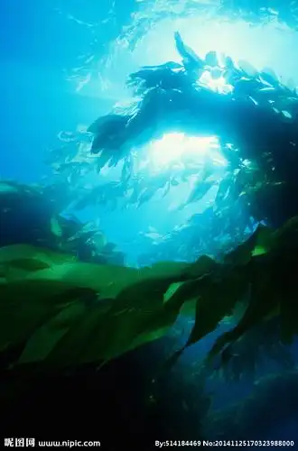 海洋生物多样性一海洋大型底栖藻类