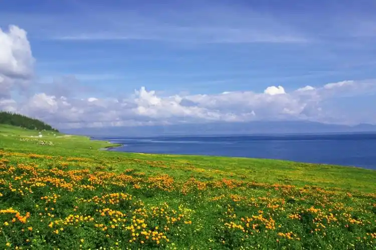 伊犁的薰衣草和草原拥有无以伦比的美丽,是 啊容错过的美景.