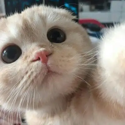 可爱小猫咪卖萌头像 史上最可爱超萌的小白猫图片 第4张