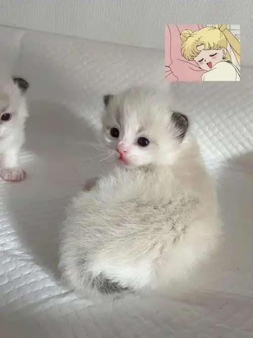 出生18天的猫咪幼崽居然这么可爱