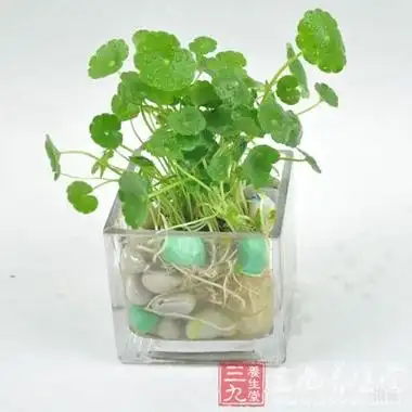 金钱草的功效与作用金钱草的临床应用