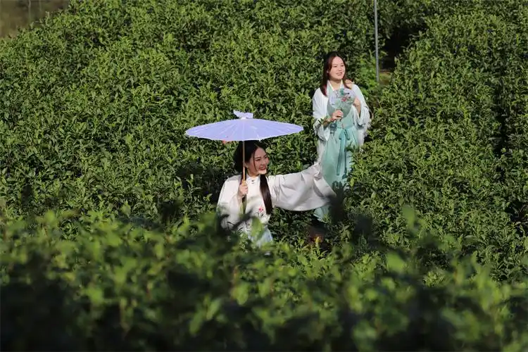 江西宜黄绿水青山育好茶