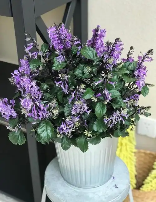 阳台盆栽新宠—艾氏香茶菜,花朵又美又香,能开一整年,还很好养