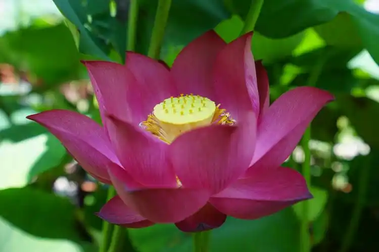 古猗园布展红色系荷花,弘扬红色文化