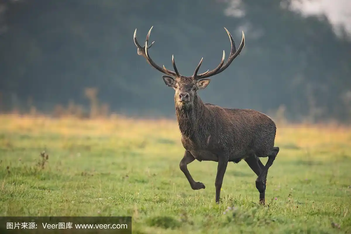 在晨曦中奔跑的马鹿,麋鹿,雄鹿.