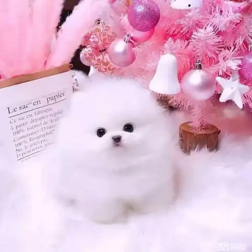 金毛 出售茶杯体博美幼犬哈多利球体宠物狗活体博美