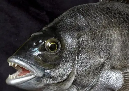 p>黑鲷(学名: i>acanthopagrus schlegelii /i>)是鲷科,黑鲷属鱼类.