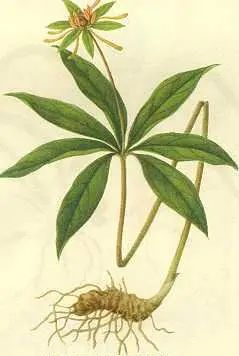 这个根茎既叫"七叶一枝花"又叫"重楼",还有很多的别名:蚤休,蚩休,重台