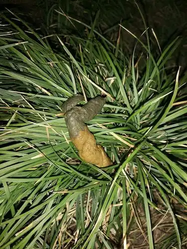 高危图 有经验的狗友帮我辨别一下狗便便可以吗?