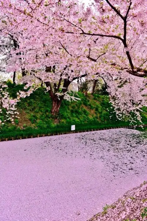 三月樱花的飘落迎来四月的樱花祭by 伪善者