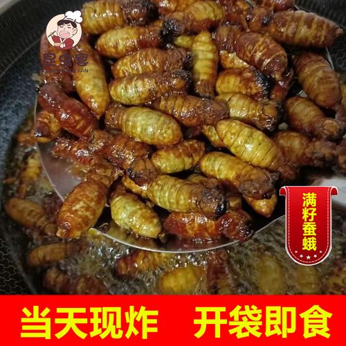 蚕蛾满籽母蚕蛾大蚕蛹蜕变的嫩蛾子油炸虫子食用昆虫宴