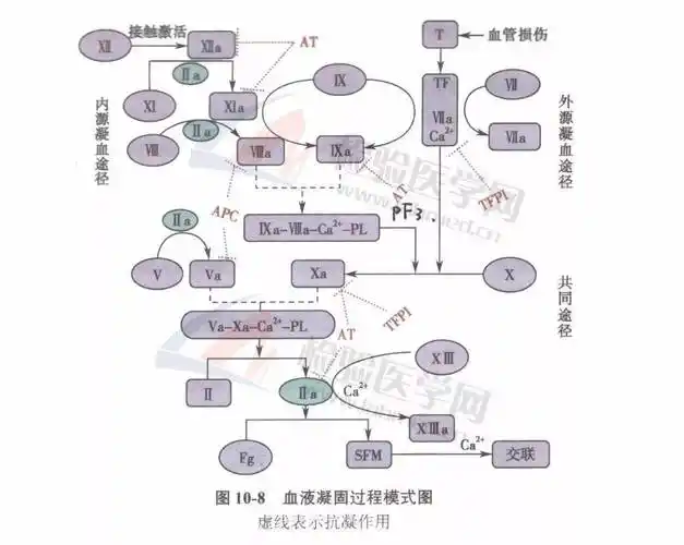 凝血过程总是记不住看完这组漫画想忘记都难
