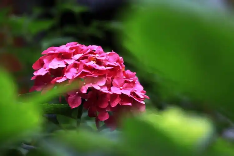 绣球花,给你一个五彩的夏梦