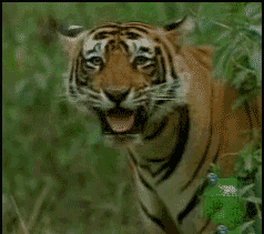 萌宠可爱搞笑动物开心gif动图_动态图_表情包下载_soogif