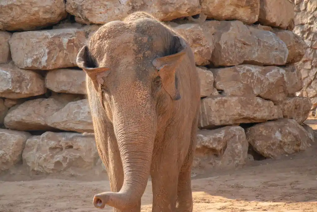 在动物园里的大象,大象结合的耳朵