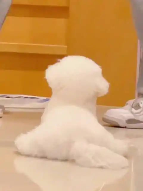 一言不合就劈叉的修狗呜呜呜呜真的太可爱了