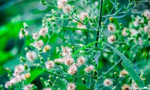 夏日六月遇见小蓬草的清新美