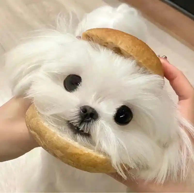 小狗头像|犬系萌宠95动物头像(一)