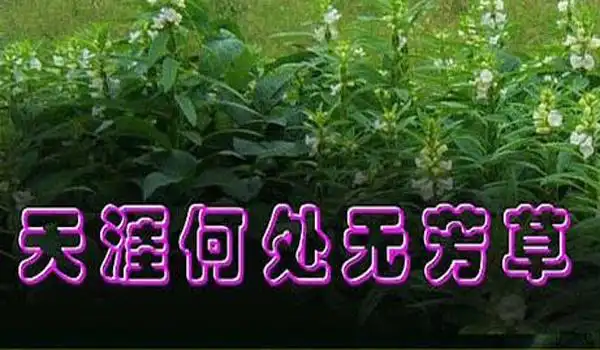 人生何处无芳草何必单恋一枝花是什么意思