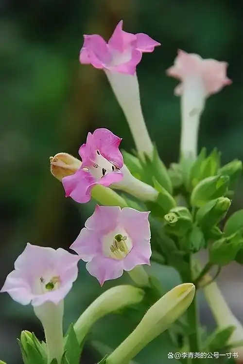 淡巴菰花三,"薇"前面的"蔷"去哪了?