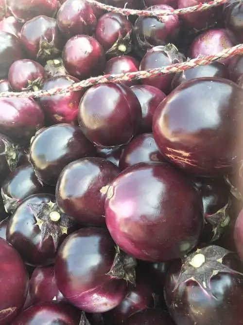 大红袍圆茄子大量上市中