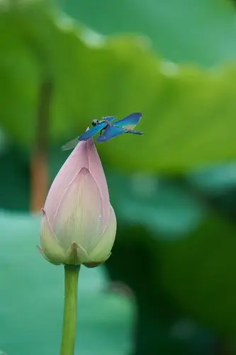 蜻蜓荷花(三)