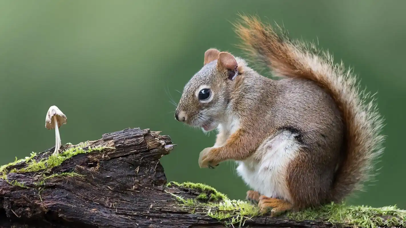 可爱的动物特写高清宽屏桌面壁纸