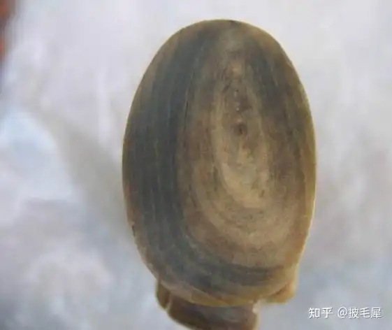 犀角和牛角怎么区别