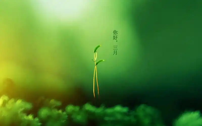 绿色小清新壁纸简约文字