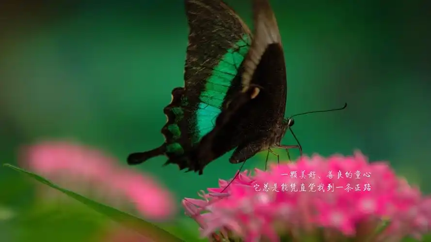 励志蝴蝶文字文字控壁纸