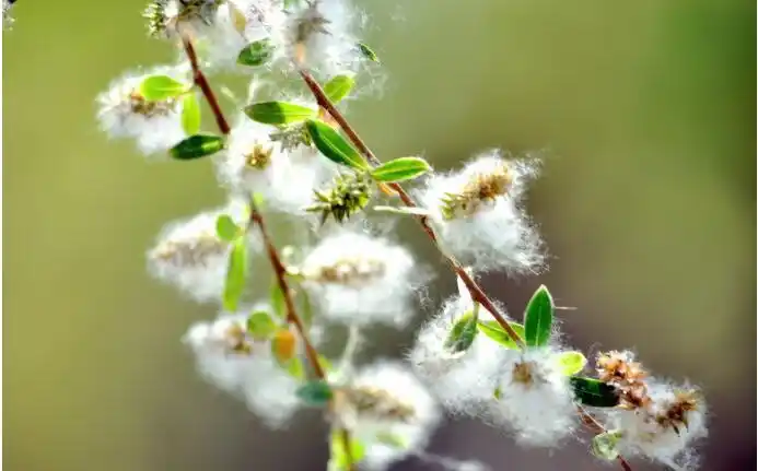 又到了植树节,我们想到最多的是漫天柳絮纷飞,从脸上拂过,粘在头发上
