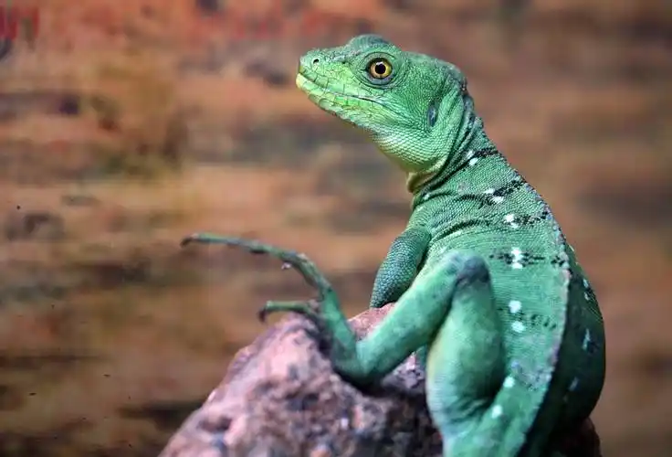 俄罗斯动物园里的爬行动物_新华社_一家_卫星