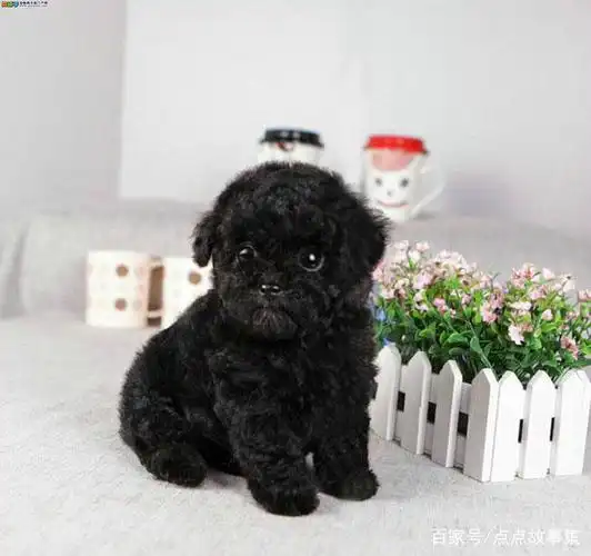 这一张是一只纯黑色的小泰迪,并且看起来是刚出生的,依然非常的怯懦