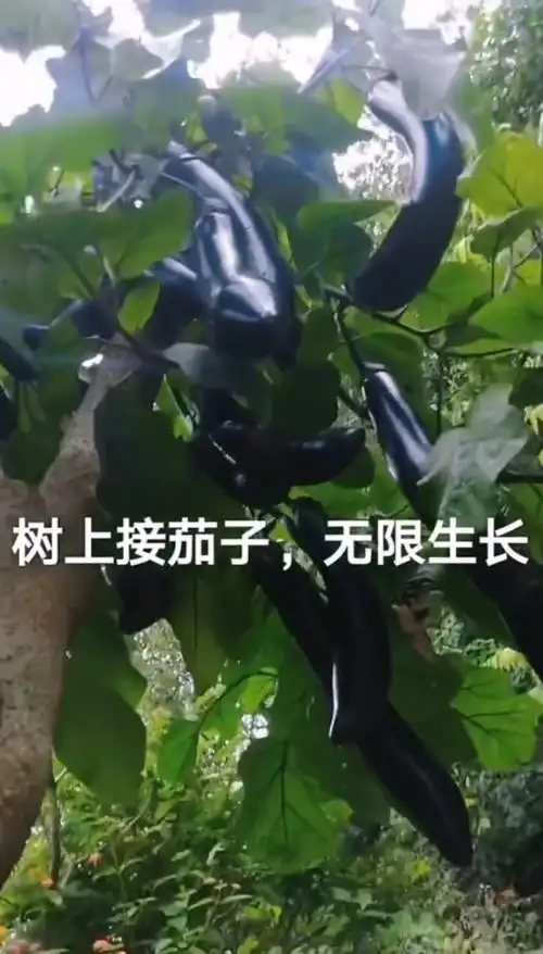 我要上热门树上嫁接的茄子产量不得了