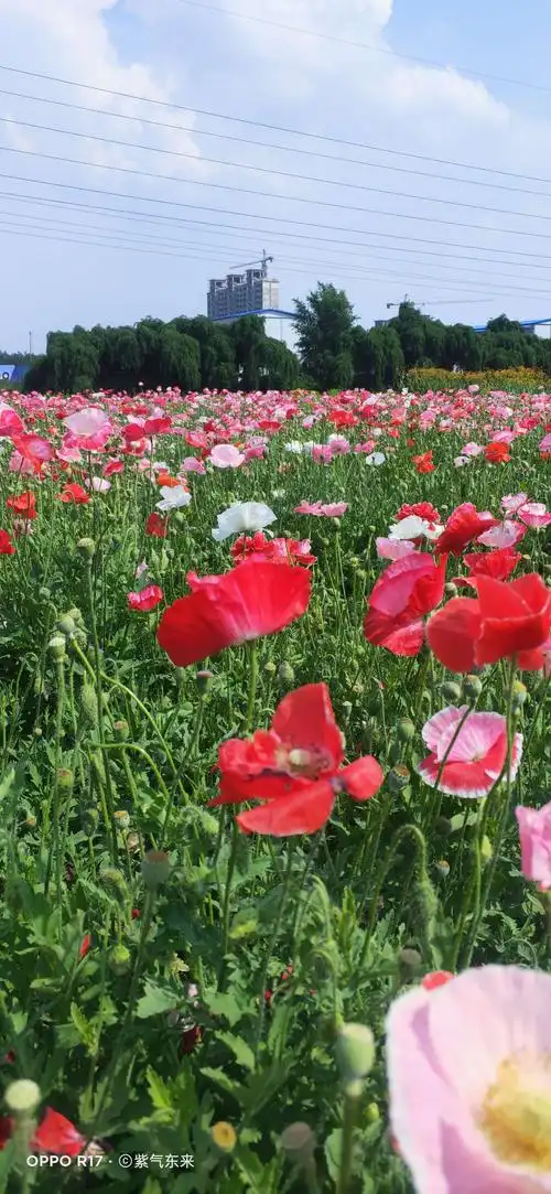 这就是罂粟花,俗称之大烟花,它开的特别鲜艳.