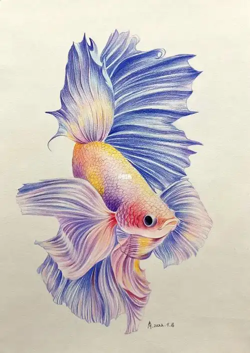 仙女的外表,野蛮的脾气##彩铅画  #彩铅  #斗鱼  #彩铅手绘  #仙女鱼