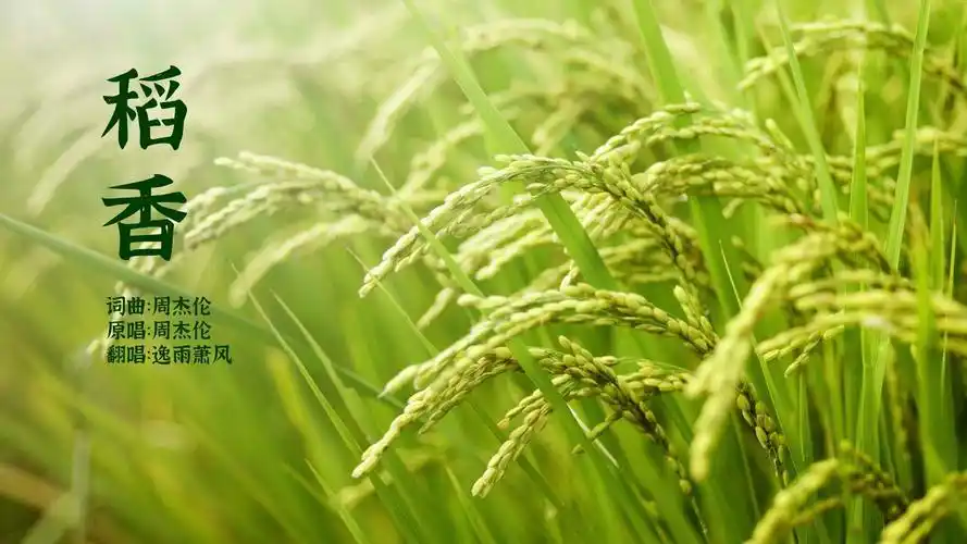 【某雨翻唱】每次听到这首《稻香》,内心都会感到无比得平静_哔哩哔哩
