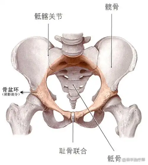 骨盆带和骨盆环