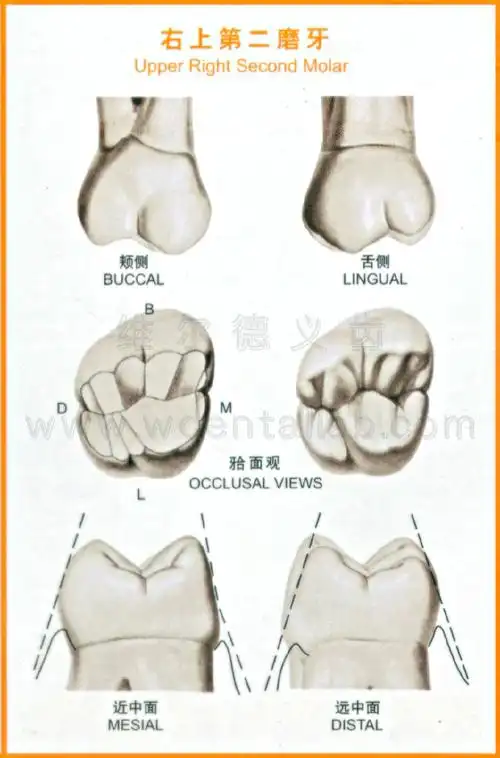 牙齿解剖形态图
