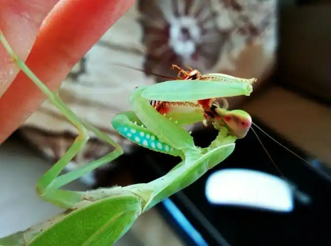 蟑螂的天敌有哪些?可以养"天敌"克制家里的蟑螂吗?