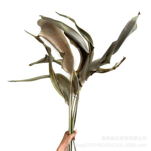 【鹤望兰叶子】干花干叶鹤望兰叶