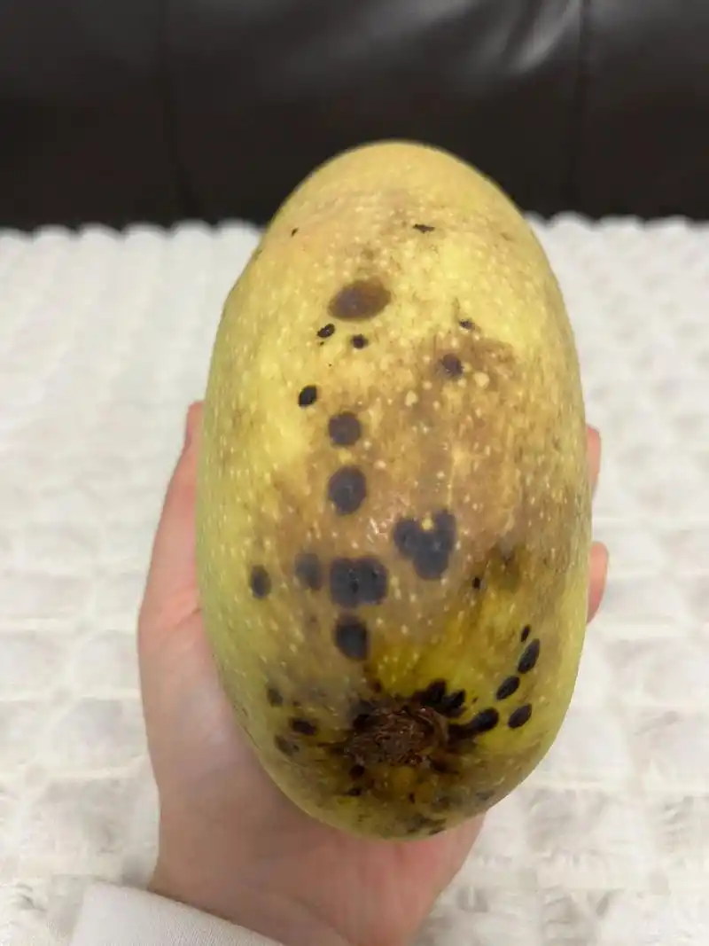芒果是怎么做到又没熟又烂掉的 在我印象中水果都是熟透了才会烂的