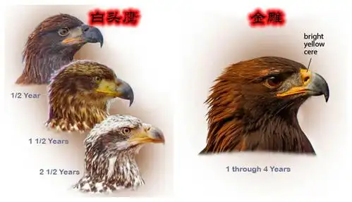 67如何区分金雕和白头鹰白头鹰爪力达400磅遇上金雕谁会赢