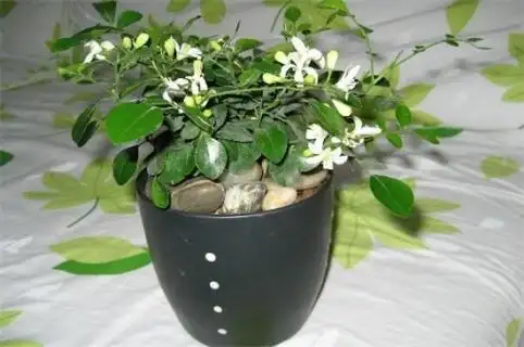 盆栽七里香怎么播种 七里香盆栽种植方法_智慧百科大全